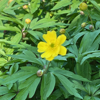 Anemone (Anemonoides) ranunculoides 'Pleniflora'